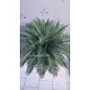 گیاه سیکاس مصنوعی